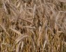 Тритикале — гибрид ржи и пшеницы. Исследование ученых