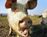 Африканская чума в России. Россельхознадзор забивает свиней