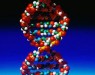Ученые могут 
программировать синтез белков с помощью ДНК