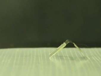 Ученые создали управляемую водой шагающую гусеницу