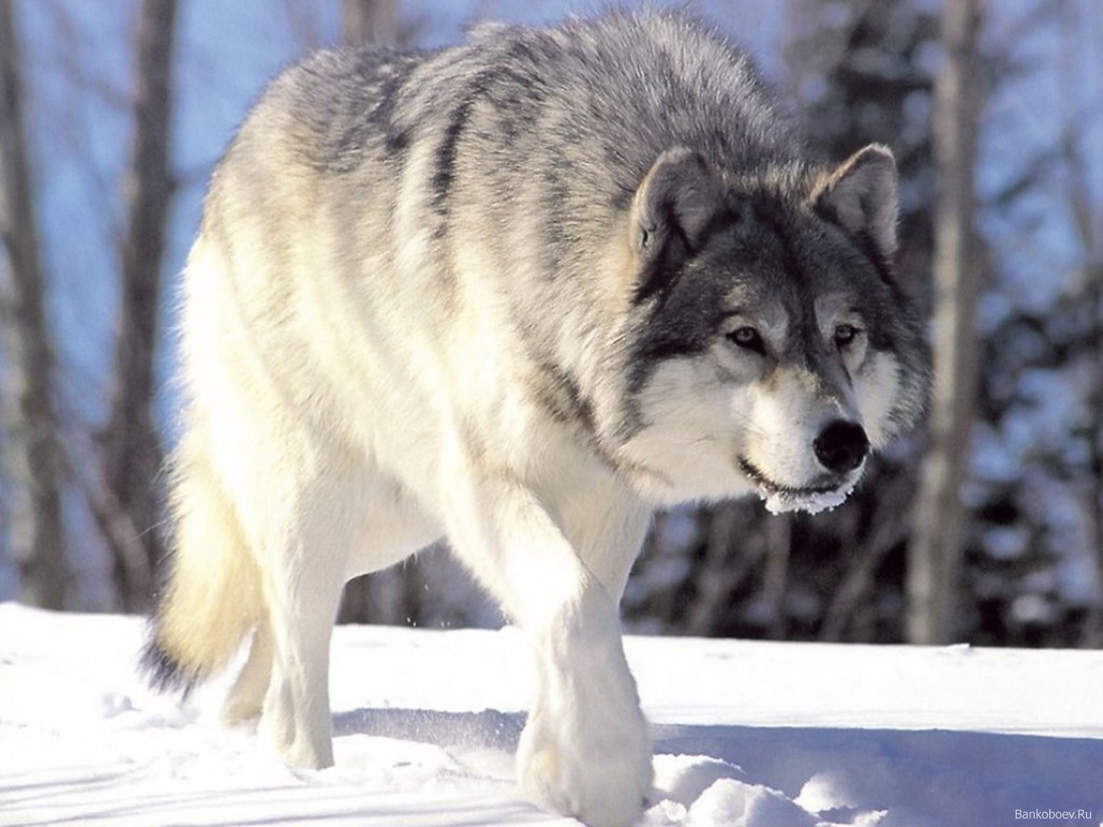 Умственные способности волков сильно переоценены