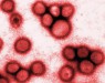 Вирус гриппа эволюционирует благодаря прививкам против него