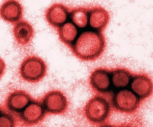 Вирус гриппа эволюционирует благодаря прививкам против него