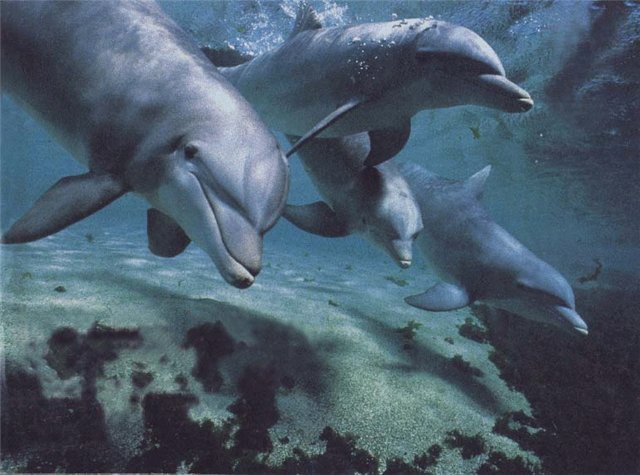 На Украине рассекретили информацию о боевых дельфинах