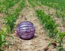 Робот-шарик покатится по полям и поможет фермерам