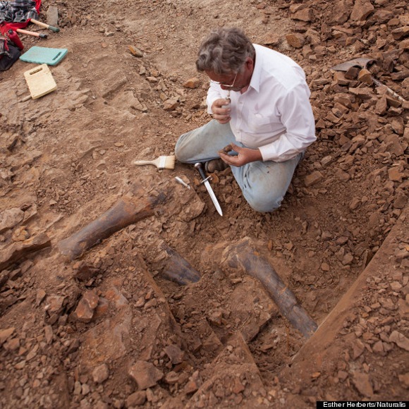 Уникальная находка в Вайоминге: три скелета трицератопса