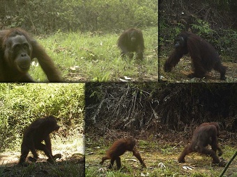 Орангутаны переселяются с деревьев на землю