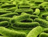 Микобактерия туберкулеза: ровесник и вечный спутник Homo sapiens