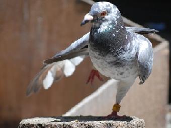 Химия и ветер: как голуби находят путь домой?