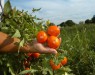 Открытие генетиков обещает существенно повысить урожайность томатов