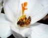 Рабочих пчёл отделяет от пчеломаток один лишь ген