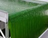 Биогаз из микроскопических водорослей - многообещающий источник ископаемого топлива
