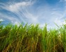 Морозоустойчивый сахарный тростник - новое сырье для биотоплива