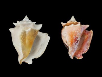 Эволюцию моллюсков направляют люди