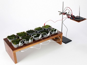 «Мох FM»: первый прибор, заработавший на растительном электричестве