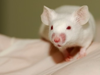 Мышь со склерозом вылечили при помощи стволовой клетки человека